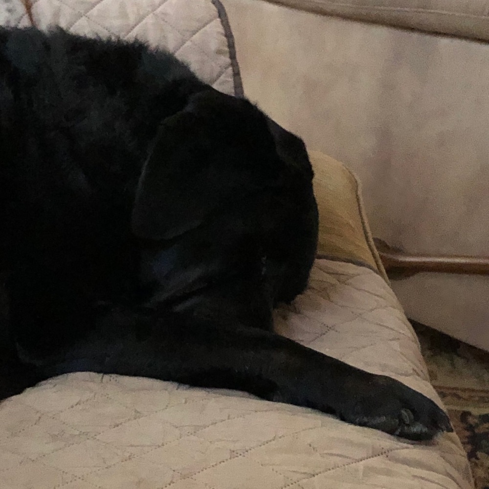 Meet your Posher, Rose